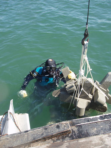 Protecting and Increasing Species Diversity in the San Diego Bay