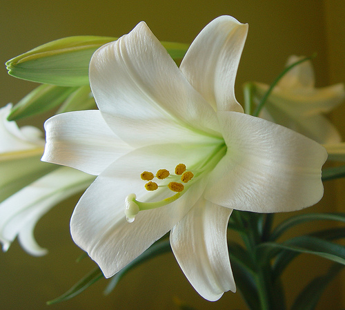 easter-lily.jpg