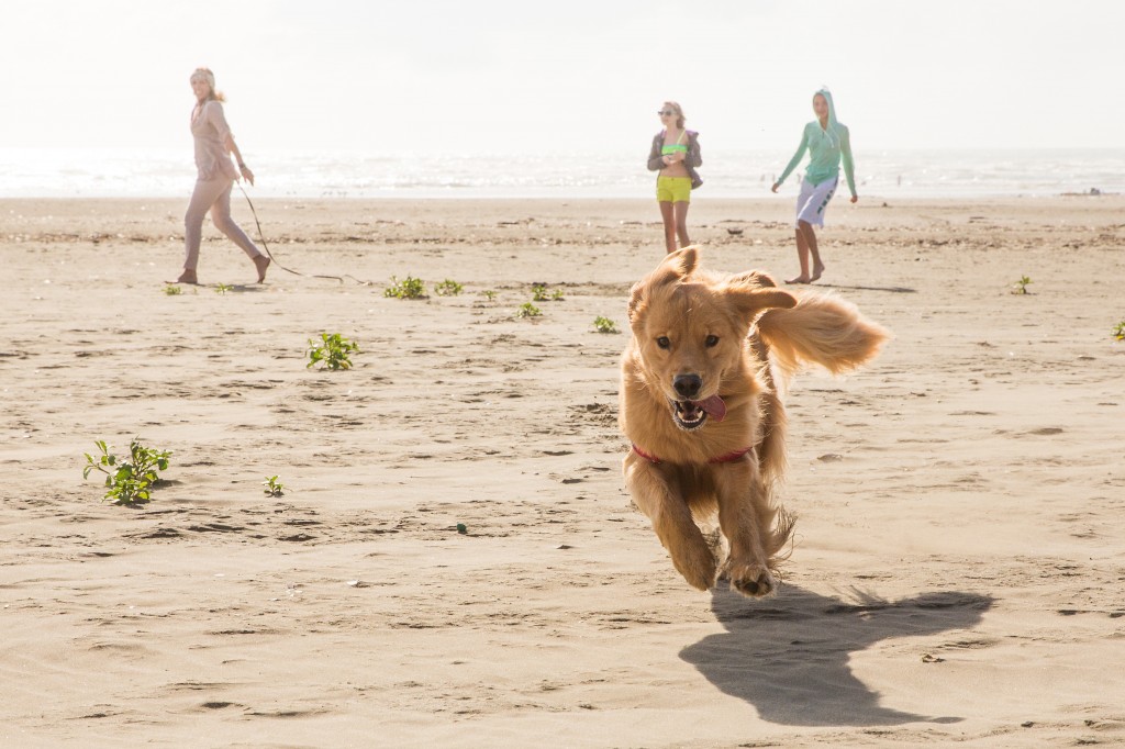 Dog running at the beach