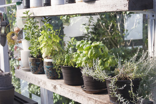 Growing an Indoor Herb Garden