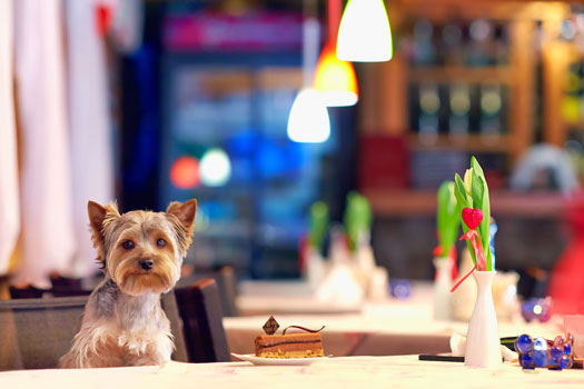 Pet Friendly Restaurants in San Diego