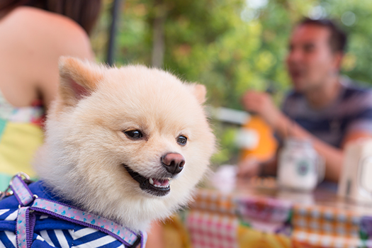 Great Dog-Friendly Breakfast Joints in San Diego