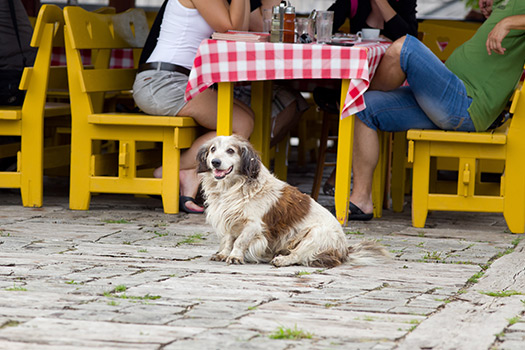 Etiquette for dog-friendly restaurants in San Diego