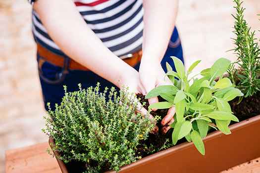 Herbs To Plant If You Live in San Diego