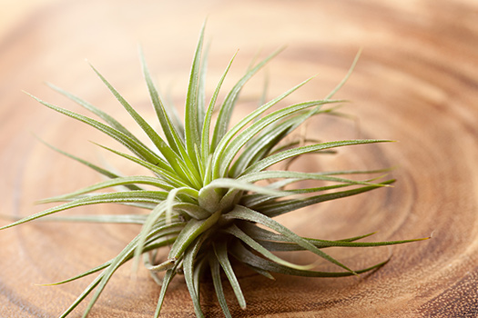 How to Grow and Care for Air Plants Indoors in San Diego