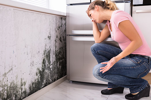 What to Do If You Discover Mold in Your Home in San Diego