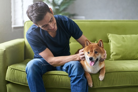 5 Ways to Make Your Loft More Comfortable for Your Pets