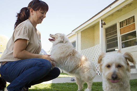 Pet Boarding